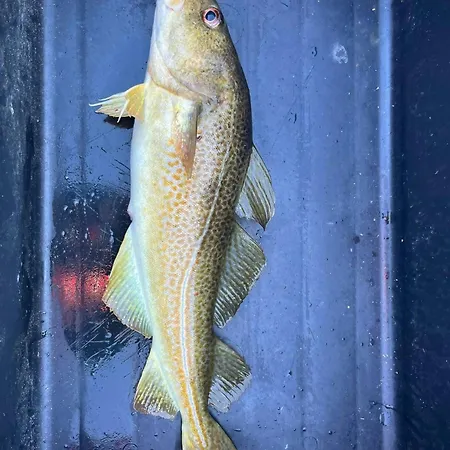 Family With Views Of Donnamannen Mountain Donnes