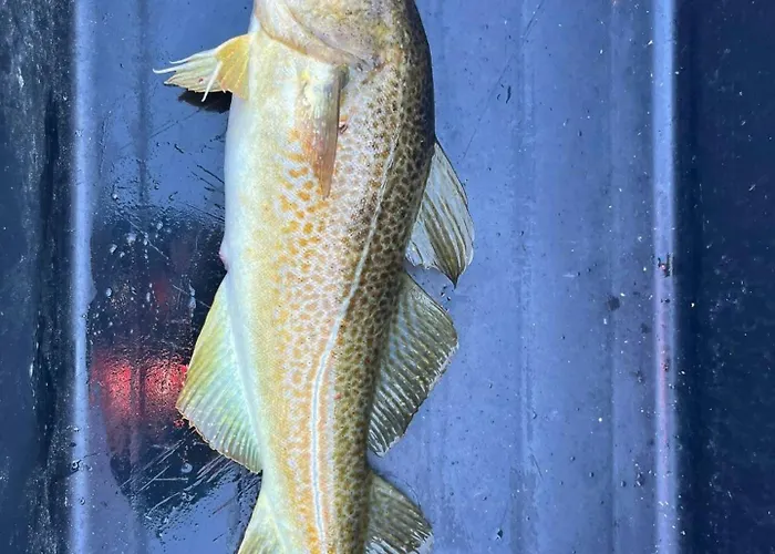 Family With Views Of Donnamannen Mountain Donnes